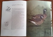 The Waterfowl Of North America
