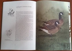 Bertrand.pt - The Waterfowl Of North America