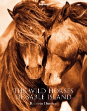 The Wild Horses Of Sable Island