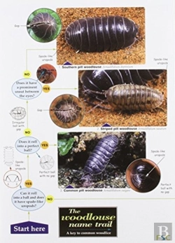 Bertrand.pt - The Woodlouse Name Trail