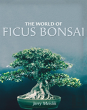 The World Of Ficus Bonsai