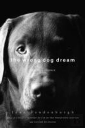 The Wrong Dog Dream