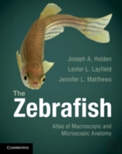 Bertrand.pt - The Zebrafish