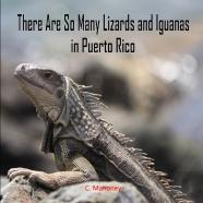 There Are So Many Lizards And Iguanas In Puerto Rico