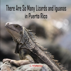 Bertrand.pt - There Are So Many Lizards And Iguanas In Puerto Rico