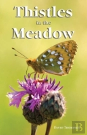 Thistles In The Meadow