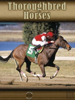 Bertrand.pt - Thoroughbred Horses