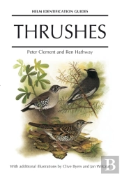 Thrushes
