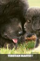 Tibetan Mastiff