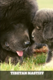 Tibetan Mastiff