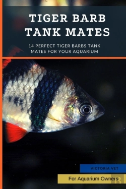 Bertrand.pt - Tiger Barb Tank Mates