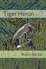 Tiger Heron