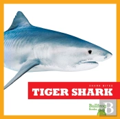 Tiger Shark