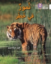 Tigers In Danger