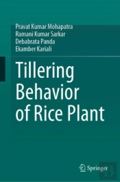 Tillering Behavior Of Rice Plant