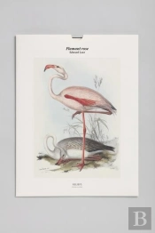 Tirage Bnf : Flamant Rose