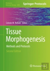 Tissue Morphogenesis