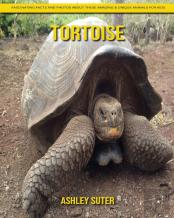 Tortoise