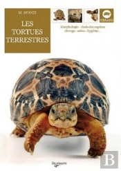 Tortues Terrestres