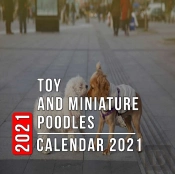 Toy And Miniature Poodles Calendar 2021