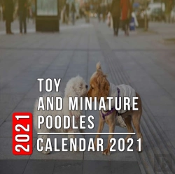 Bertrand.pt - Toy And Miniature Poodles Calendar 2021