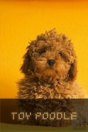 Toy Poodle