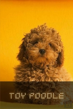 Bertrand.pt - Toy Poodle