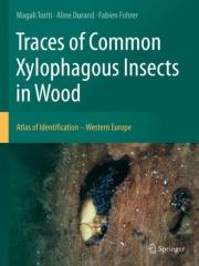 Traces Of Common Xylophagous Insects In Wood