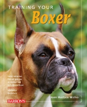 Training Your Boxer
