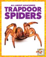 Trapdoor Spiders