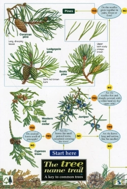 Bertrand.pt - Tree Name Trail