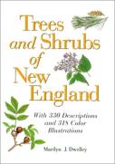 Trees And Shrubs Of New England