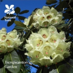 Bertrand.pt - Trengwainton Garden