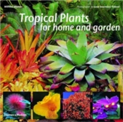 Bertrand.pt - Tropical Garden Plants