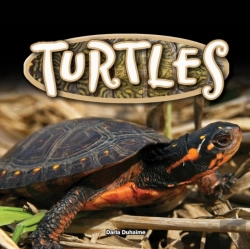 Bertrand.pt - Turtles