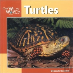 Bertrand.pt - Turtles