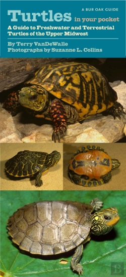 Bertrand.pt - Turtles In Your Pocket