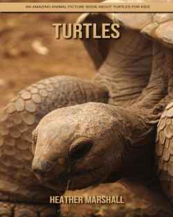 Bertrand.pt - Turtles