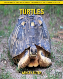 Bertrand.pt - Turtles