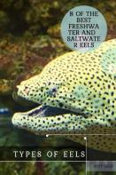 Types ÃÂ¾F Eels