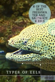 Types ÃÂ¾F Eels