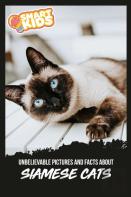 Unbelievable Pictures And Facts About Siamese Cats