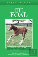 Understanding The Foal