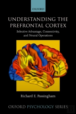 Bertrand.pt - Understanding The Prefrontal Cortex