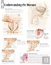 Understanding The Prostate