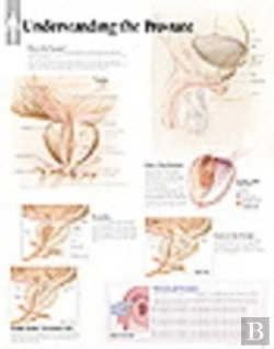Bertrand.pt - Understanding The Prostate