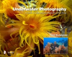 Bertrand.pt - Underwater Photography