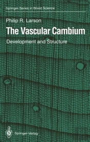 Vascular Cambium