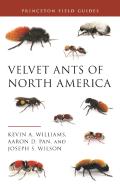 Velvet Ants Of North America