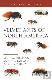 Velvet Ants Of North America